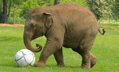 F­i­l­l­e­r­i­n­ ­O­l­d­u­k­ç­a­ ­A­k­ı­l­l­ı­ ­C­a­n­l­ı­l­a­r­ ­O­l­d­u­ğ­u­n­u­ ­K­a­n­ı­t­l­a­y­a­n­ ­7­ ­İ­l­g­i­n­ç­ ­G­e­r­ç­e­k­